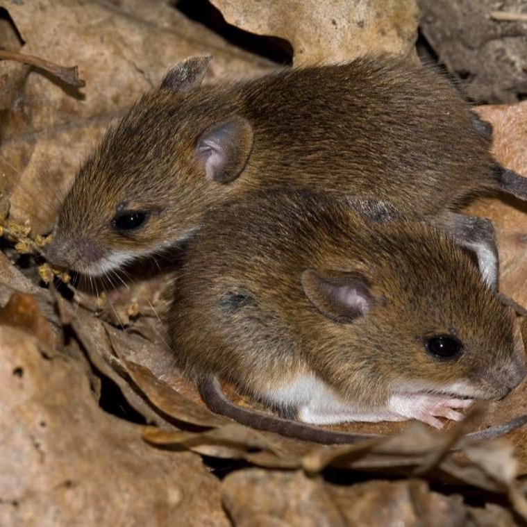 Уничтожения мышей в частном доме в Саранске?