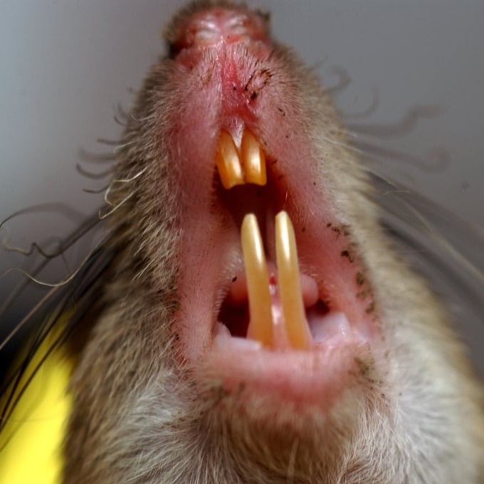 Дератизация крыс в Саранске?